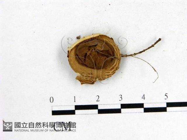 登錄號:F0004339藏品圖，第1張