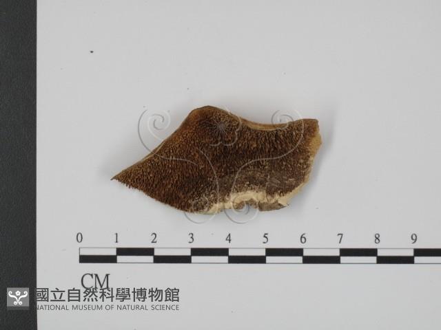 登錄號:F0007339藏品圖，第1張