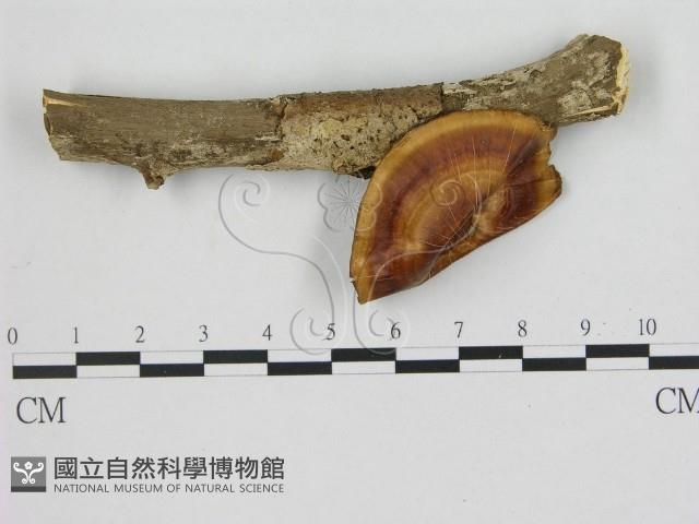 登錄號:F0005339藏品圖，第1張