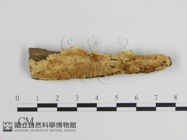 登錄號:F0008023藏品圖，第1張