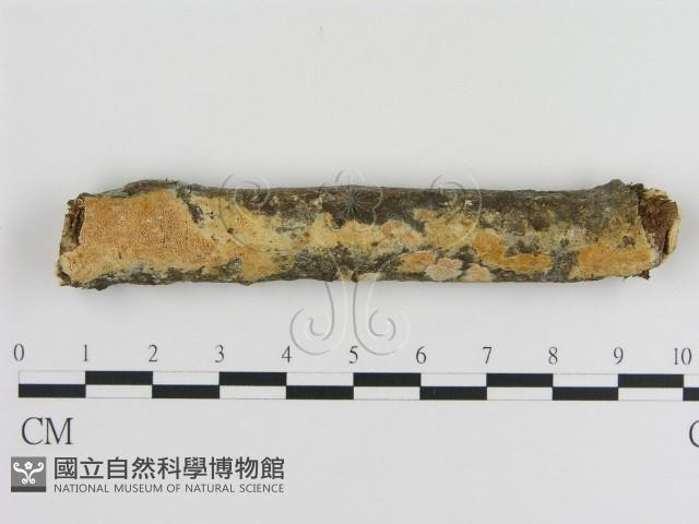 登錄號:F0009023藏品圖，第1張