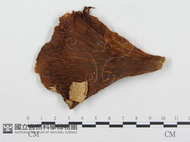 登錄號:F0008203藏品圖，第1張