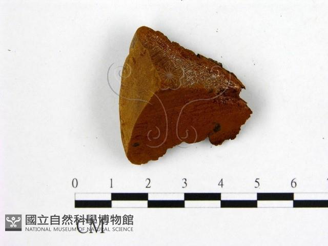 登錄號:F0006203藏品圖，第1張