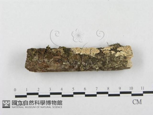 登錄號:F0001203藏品圖，第1張