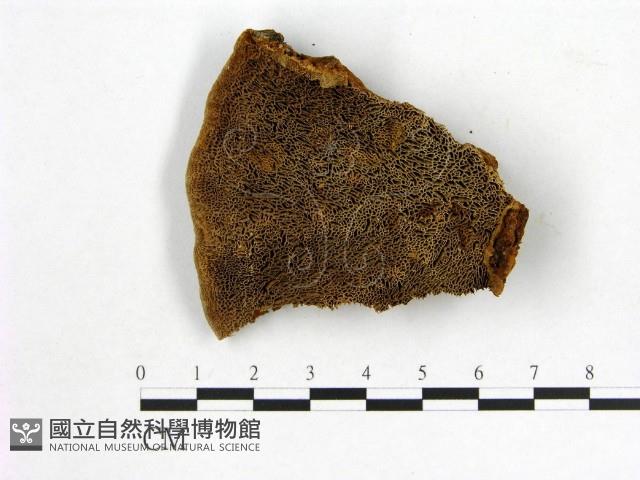 登錄號:F0007203藏品圖，第1張