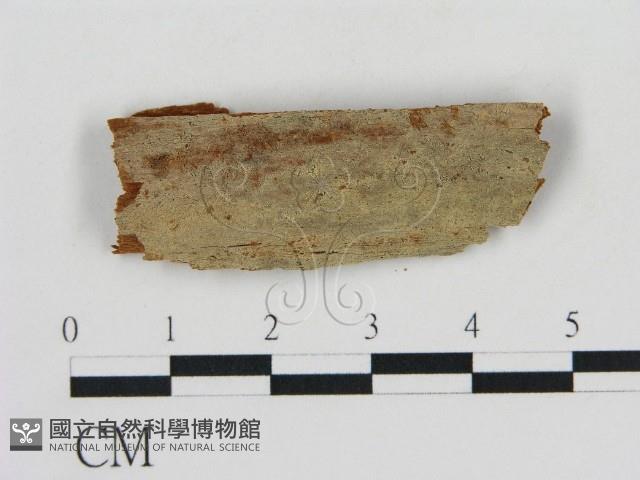 登錄號:F0015203藏品圖，第1張