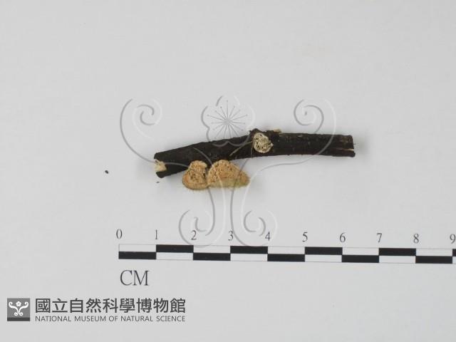 栓菌屬藏品圖，第1張