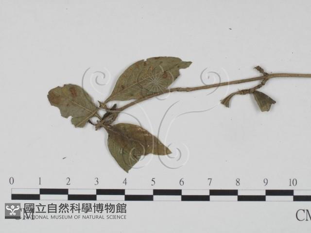 館號:F0019203藏品圖，第1張