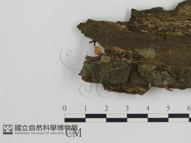 小菇屬藏品圖，第1張