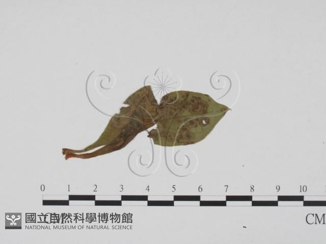 登錄號:F0009403藏品圖，第1張