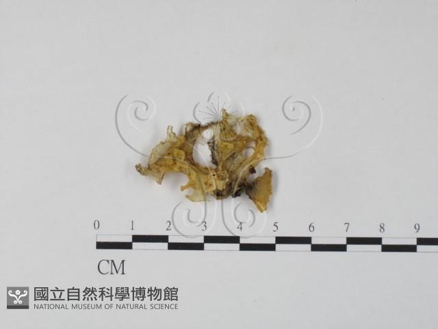 登錄號:F0008503藏品圖，第1張