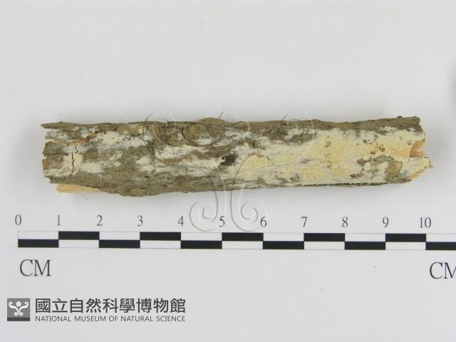 登錄號:F0000103藏品圖，第1張