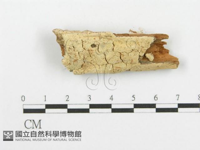 登錄號:F0006103藏品圖，第1張