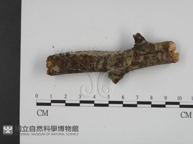 登錄號:F0001103藏品圖，第1張