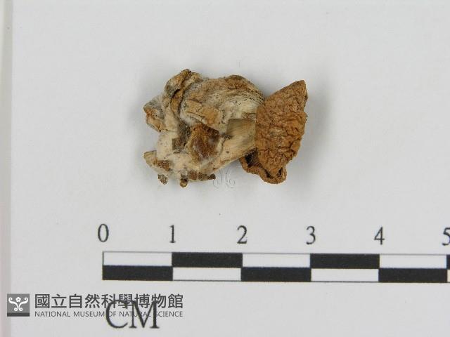 登錄號:F0017103藏品圖，第1張