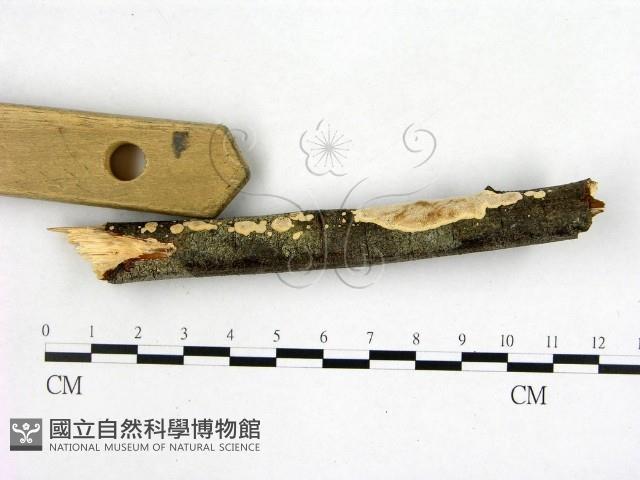 登錄號:F0005103藏品圖，第1張