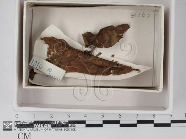 登錄號:F0019103藏品圖，第1張