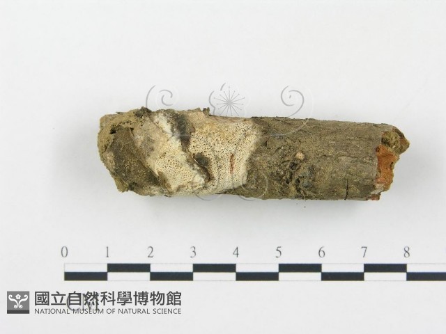 薄孔菌屬藏品圖，第1張
