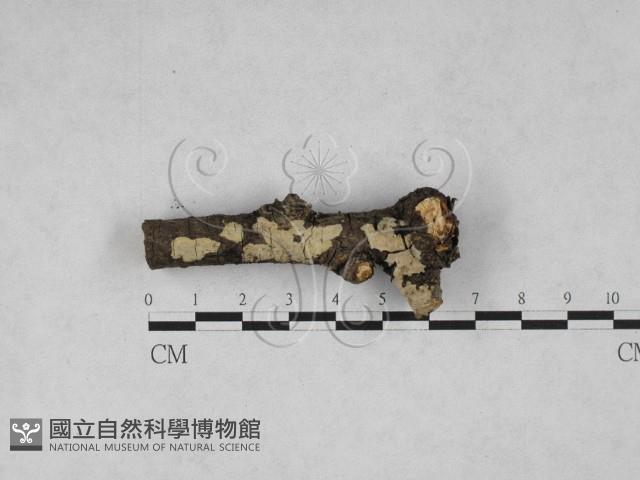 登錄號:F0028003藏品圖，第1張
