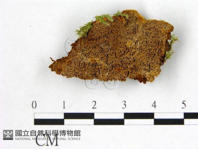 登錄號:F0006003藏品圖，第1張
