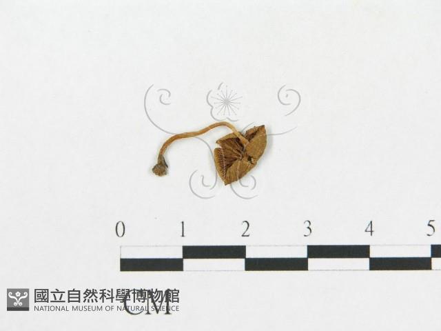 登錄號:F0016003藏品圖，第1張