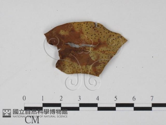 登錄號:F0001003藏品圖，第1張
