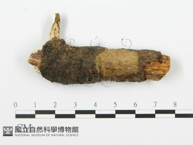 射脈菌屬藏品圖，第1張