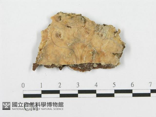 登錄號:F0014003藏品圖，第1張