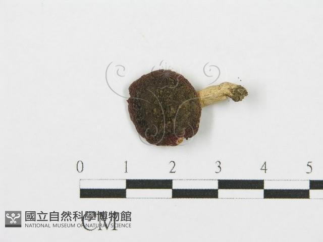 紅菇屬藏品圖，第2張