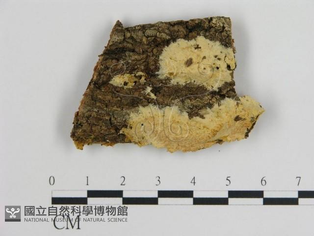 登錄號:F0005003藏品圖，第1張