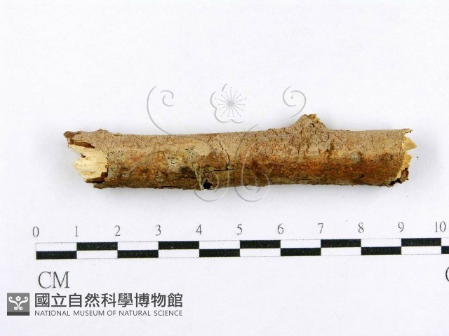 射脈菌屬藏品圖，第1張