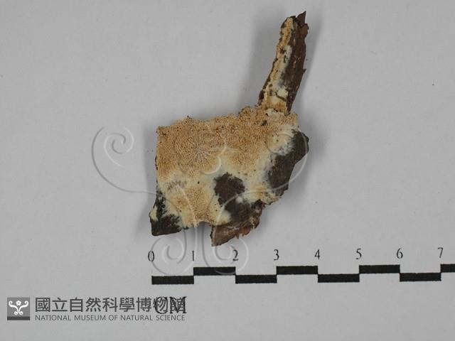登錄號:F0029003藏品圖，第1張
