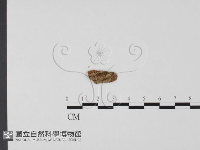 登錄號:F0009003藏品圖，第1張