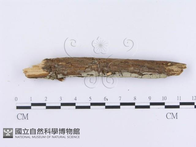 登錄號:F0003003藏品圖，第1張