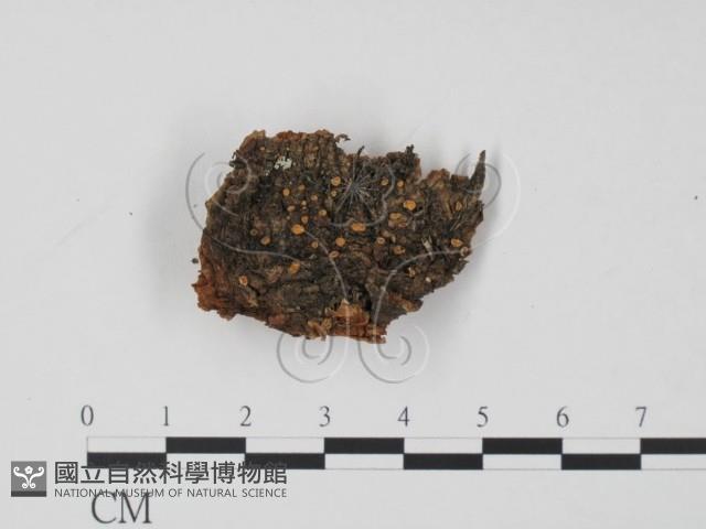 登錄號:F0008303藏品圖，第1張
