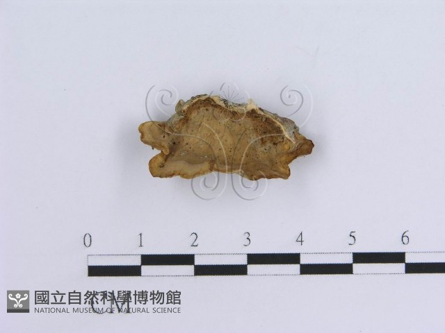 登錄號:F0007303藏品圖，第1張