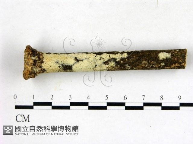 登錄號:F0009303藏品圖，第1張