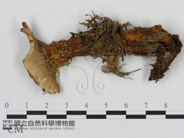 登錄號:F0008213藏品圖，第1張