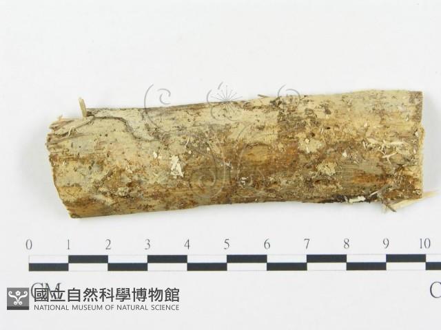 登錄號:F0009213藏品圖，第1張