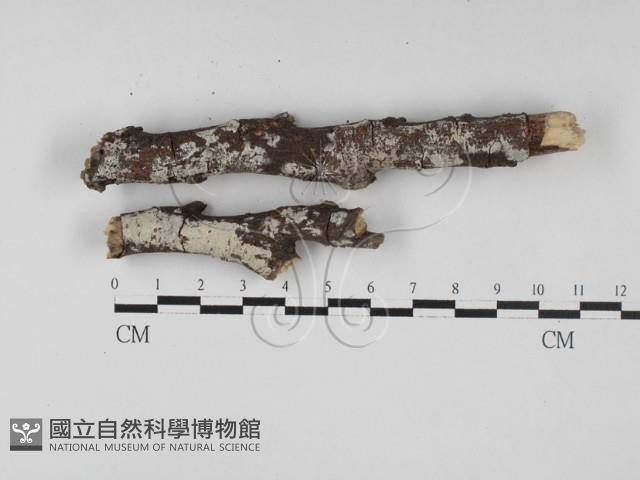 冇骨消絲齒菌藏品圖，第1張