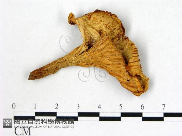 登錄號:F0008013藏品圖，第1張