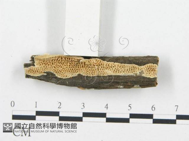 登錄號:F0006013藏品圖，第1張