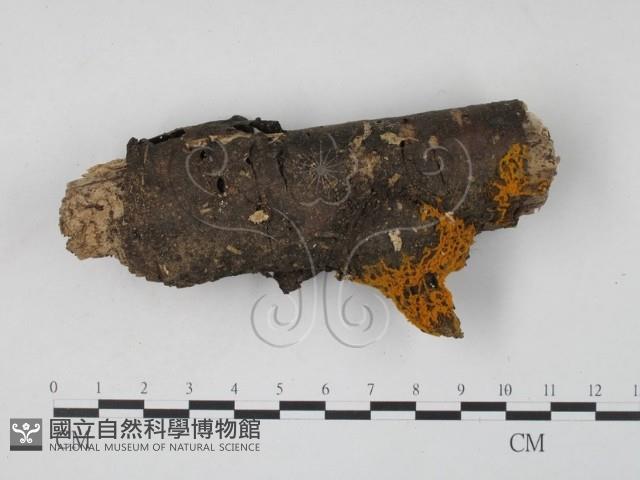 登錄號:F0001013藏品圖，第1張