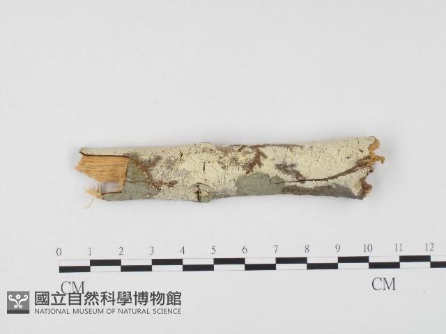 冇骨消絲齒菌藏品圖，第1張