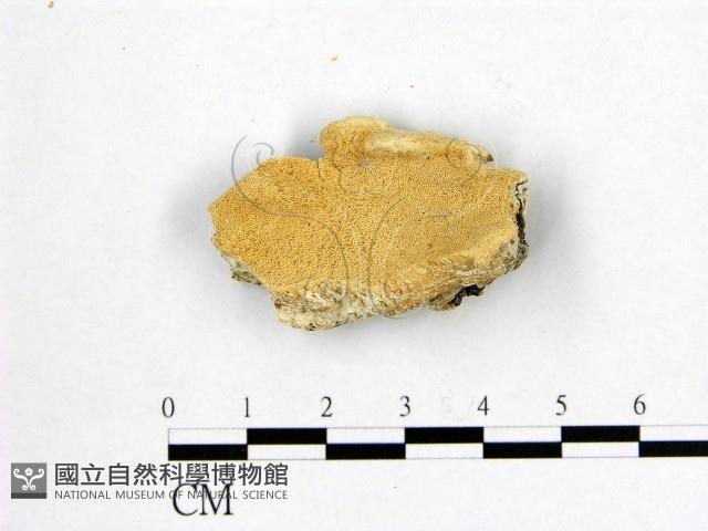登錄號:F0007013藏品圖，第1張