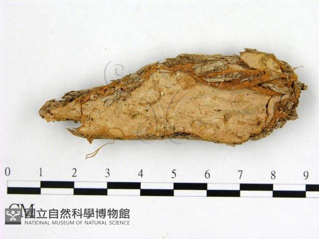 登錄號:F0005013藏品圖，第1張