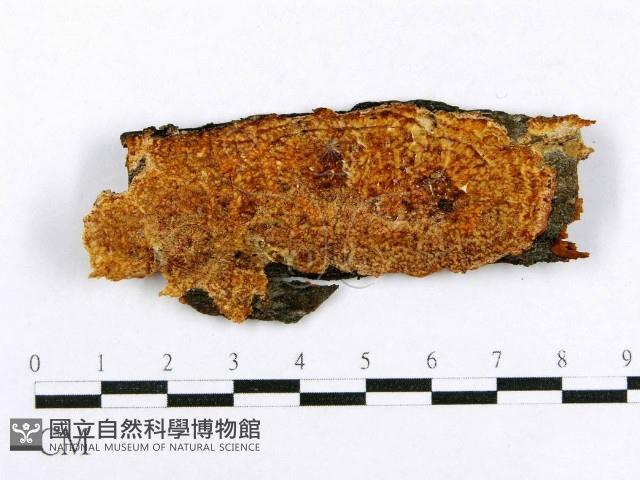 射脈菌屬藏品圖，第1張