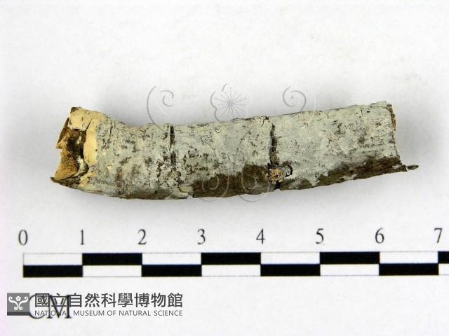 登錄號:F0009013藏品圖，第1張