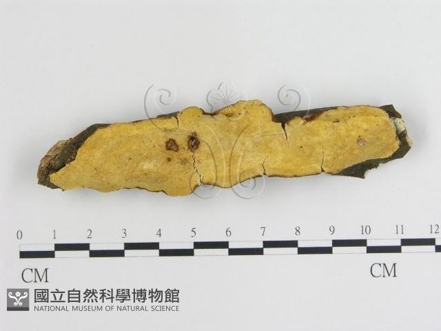 登錄號:F0019013藏品圖，第1張