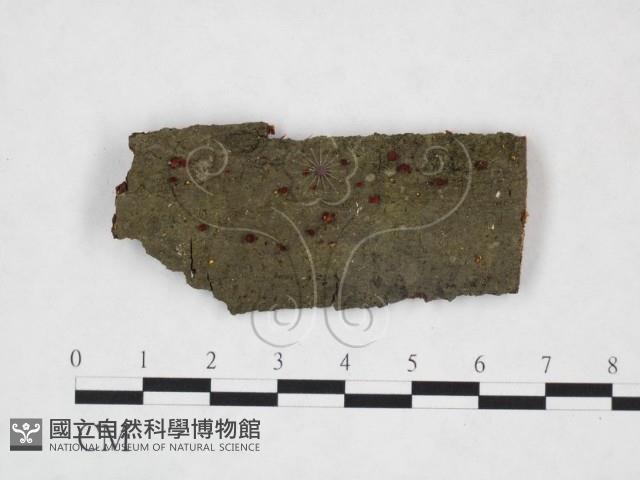 登錄號:F0008313藏品圖，第1張
